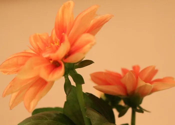 Haus Mandarina