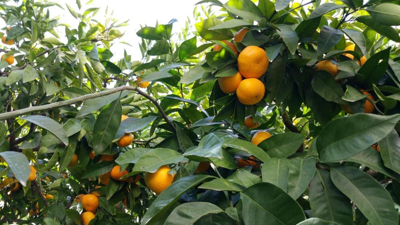 Haus Mandarina *