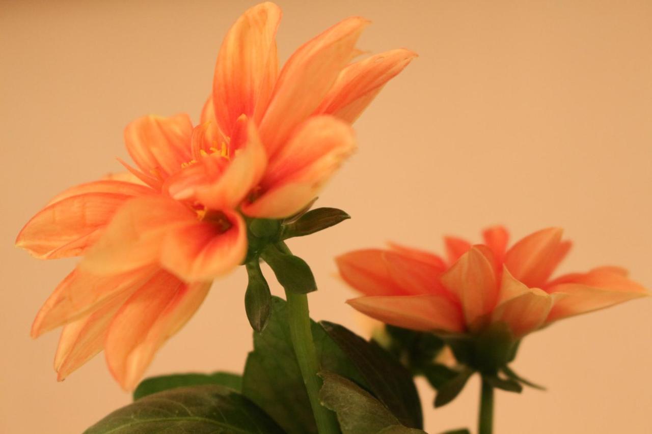 Apartment Haus Mandarina *